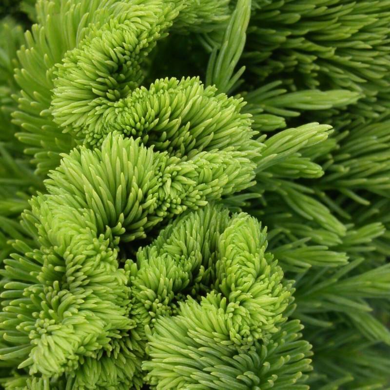 Cèdre du Japon Cristata, Cryptomeria - Pot de 3L - 20/40 cm - Image 1