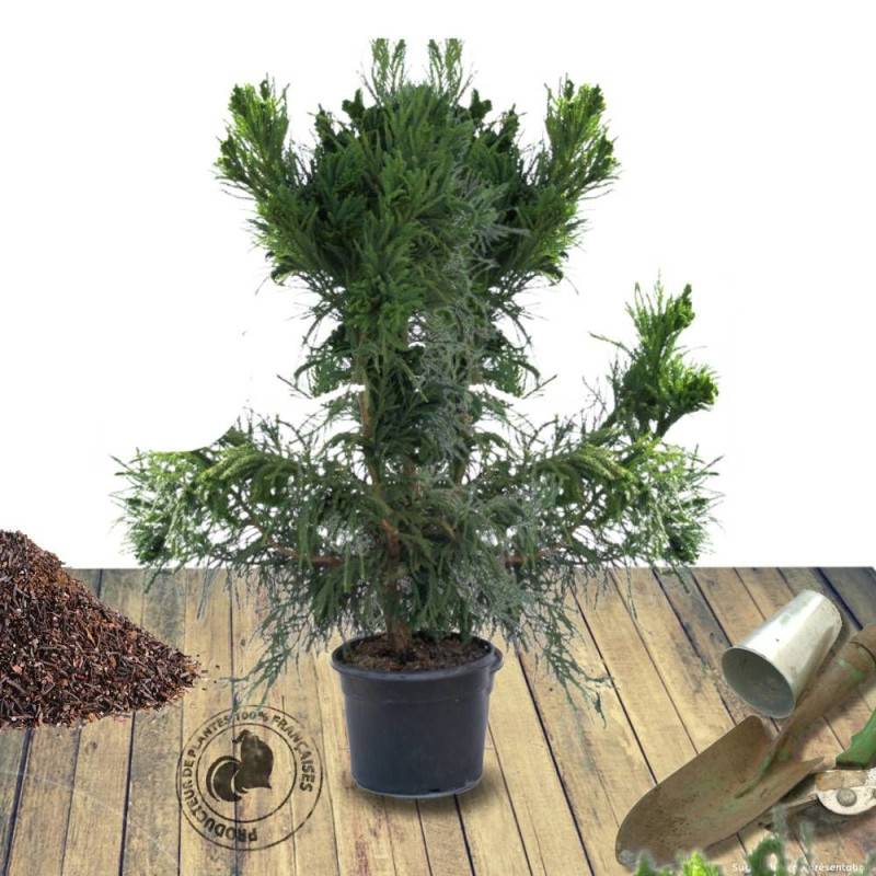 Cèdre du Japon Cristata, Cryptomeria - Pot de 3L - 20/40 cm - Image 7
