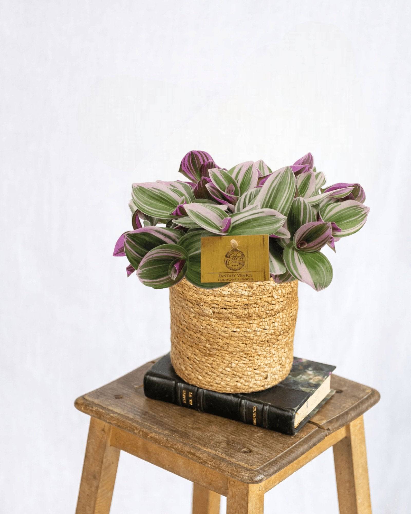 Misère Tradescantia Nanouk 25cm - Plante d'intérieur- La Green Touch - Image 2