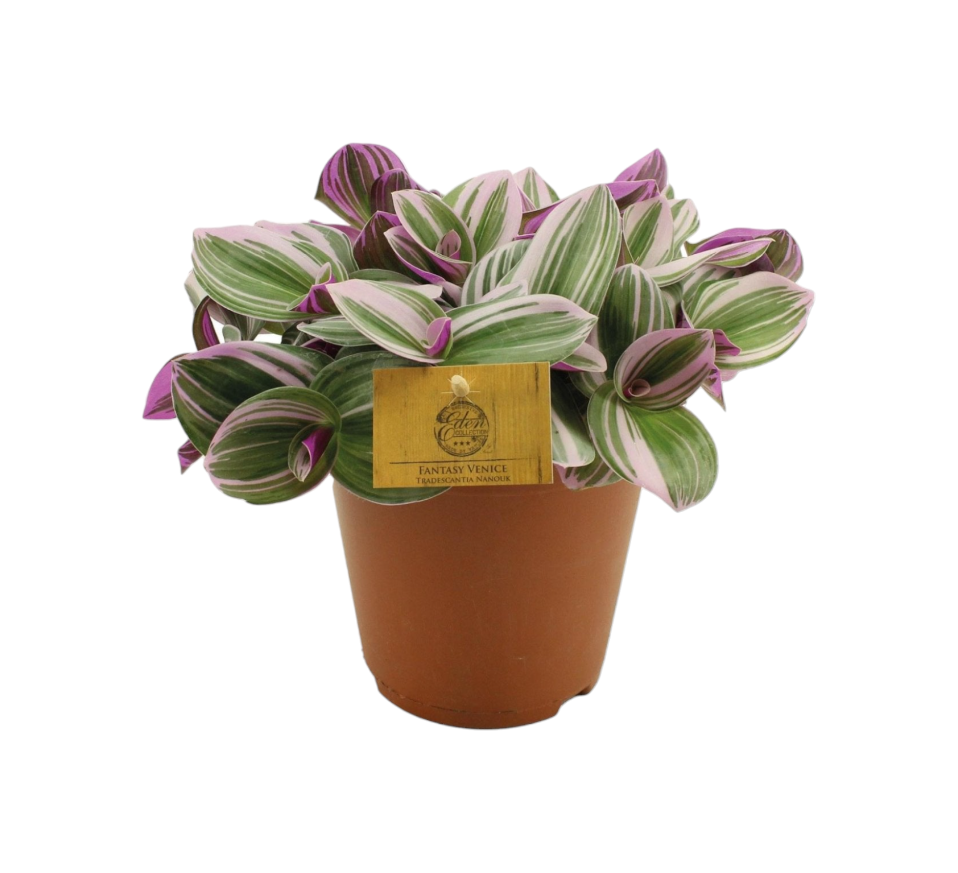 Misère Tradescantia Nanouk 25cm - Plante d'intérieur- La Green Touch - Image 1