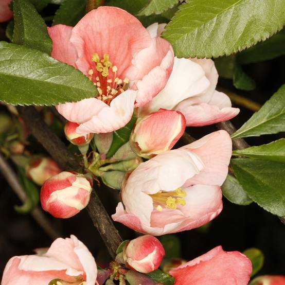 Promesse de Fleurs - Cognassier du Japon Flocon Rose - Chaenomeles speciosa Pot de 3L/4L - Image 1