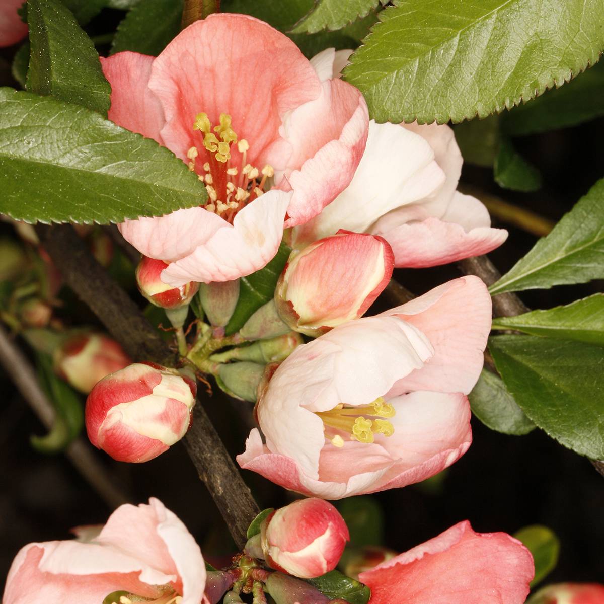Promesse de Fleurs - Cognassier du Japon Flocon Rose - Chaenomeles speciosa Pot de 3L/4L - Image 1