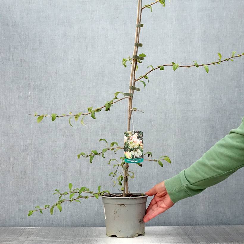 Promesse de Fleurs - Cognassier du Japon Flocon Rose - Chaenomeles speciosa Pot de 3L/4L - Image 2