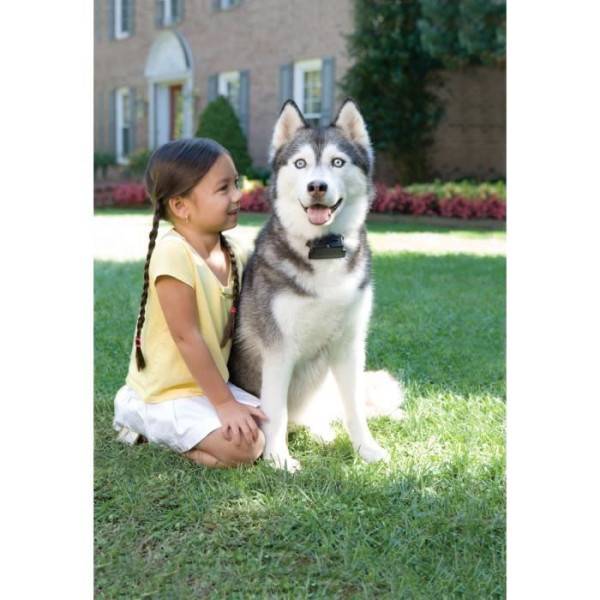 Petsafe - PetSafe - Systeme de Clôture Anti-Fugue pour Chien avec 150 metres de fil - 5 niveaux réglables de stimulation statique - Image 3