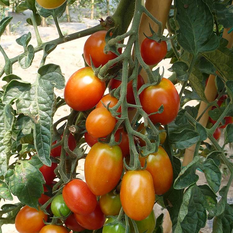 Plant de tomate cerise tutti frutti f1  pot de 0,5 litre - Image 1