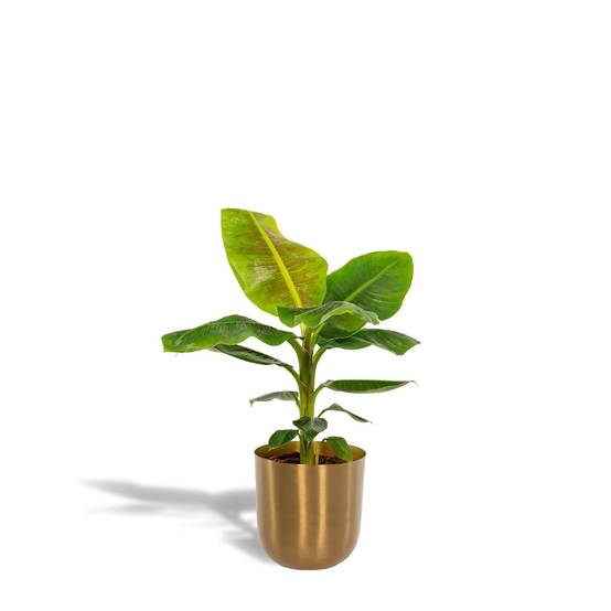Musa Dwarf Cavendish - ↨90cm - Ø21cm + Pot Mayk Gold 90cm - Plante d'intérieur- La Green Touch - Image 1