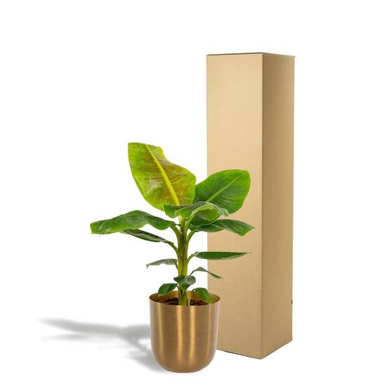 Musa Dwarf Cavendish - ↨90cm - Ø21cm + Pot Mayk Gold 90cm - Plante d'intérieur- La Green Touch - Image 6