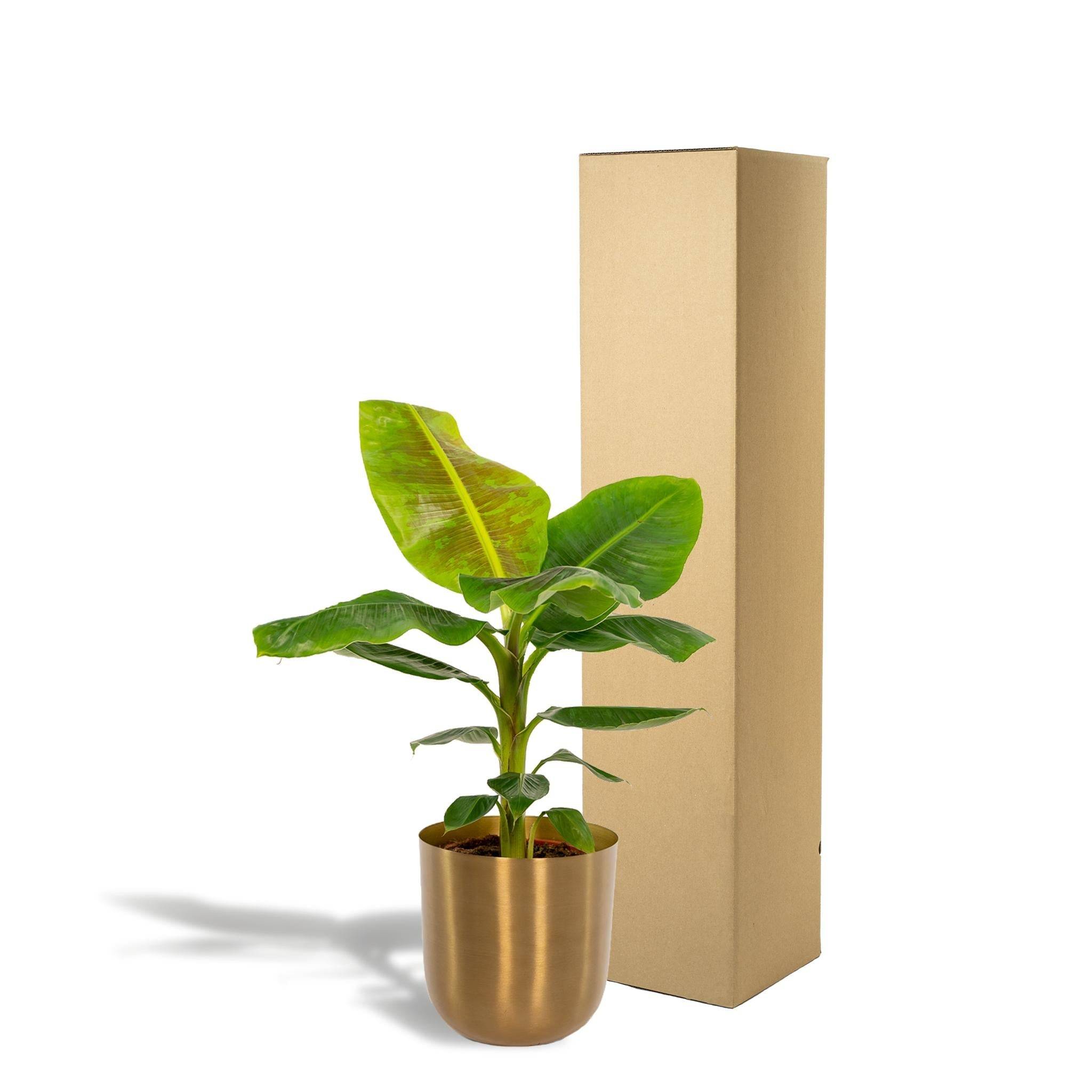 Musa Dwarf Cavendish - ↨90cm - Ø21cm + Pot Mayk Gold 90cm - Plante d'intérieur- La Green Touch - Image 6