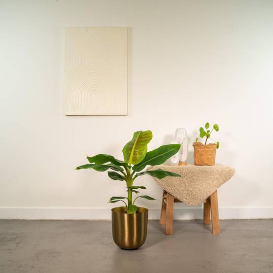 Musa Dwarf Cavendish - ↨90cm - Ø21cm + Pot Mayk Gold 90cm - Plante d'intérieur- La Green Touch - Image 3