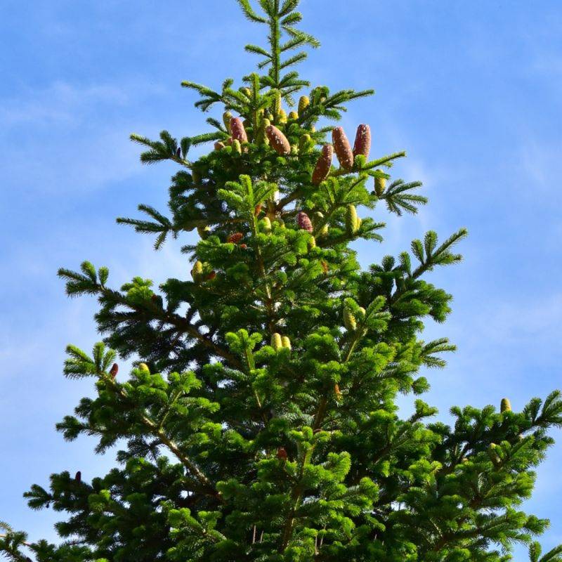 Sapin pectiné (Abies alba) - Godet - Taille 13/25cm - Pépinières Naudet
