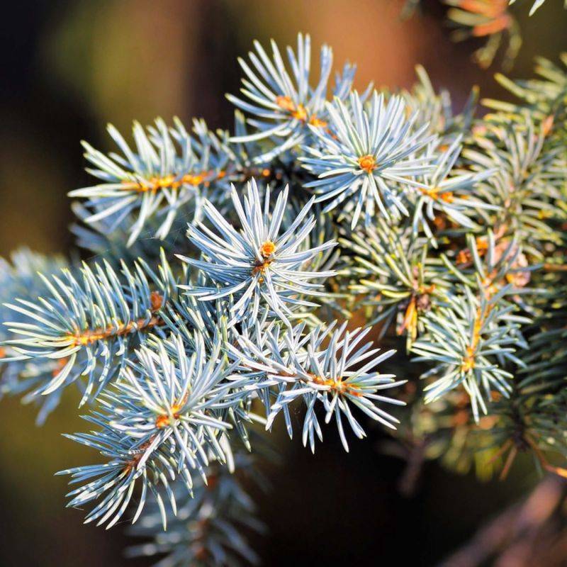 Sapin pectiné (Abies alba) - Godet - Taille 13/25cm - Pépinières Naudet - Image 2