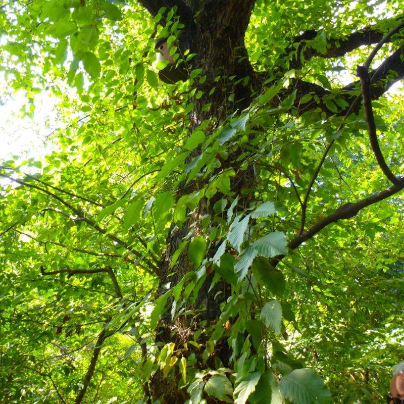Charme houblon (Ostrya carpinifolia) - Godet - Taille 20/40cm - Pépinières Naudet - Image 2