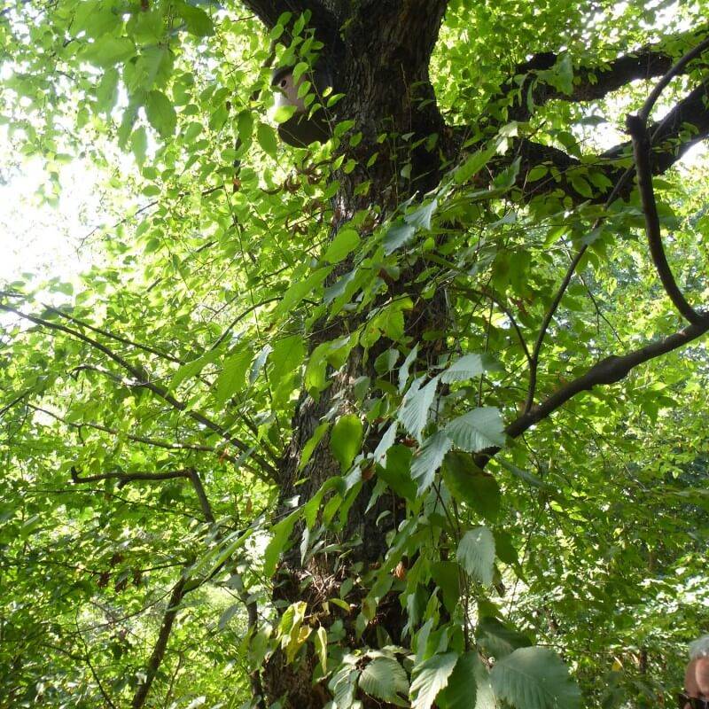 Charme houblon (Ostrya carpinifolia) - Godet - Taille 20/40cm - Pépinières Naudet - Image 3
