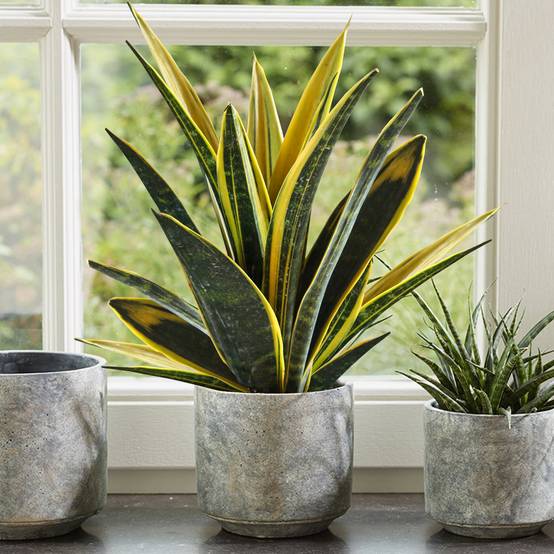 Gardenersdream - Sansevieria Golden Flame De 30 À 40 Cm En Pot | Cadeau Plante Pour La Maison Ou Le Bureau À Vendre - GardenersDream - Image 1