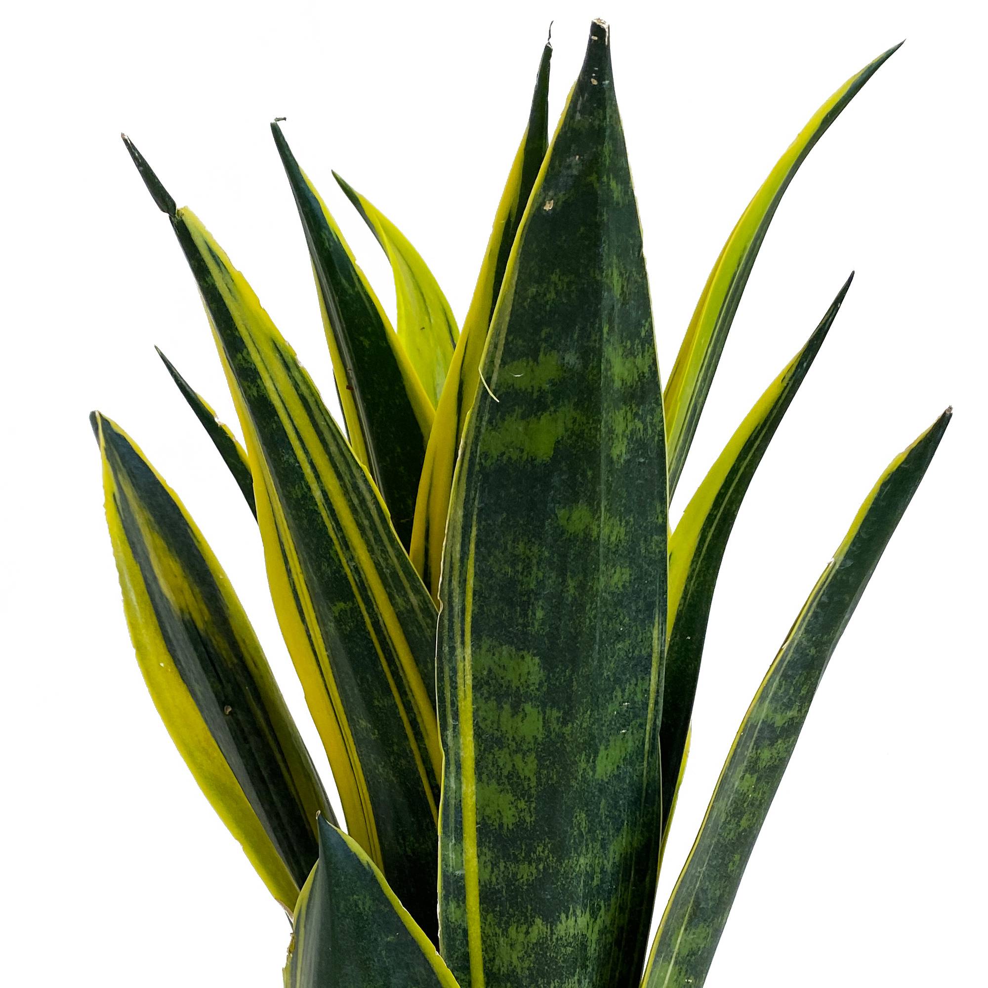 Gardenersdream - Sansevieria Golden Flame De 30 À 40 Cm En Pot | Cadeau Plante Pour La Maison Ou Le Bureau À Vendre - GardenersDream - Image 3
