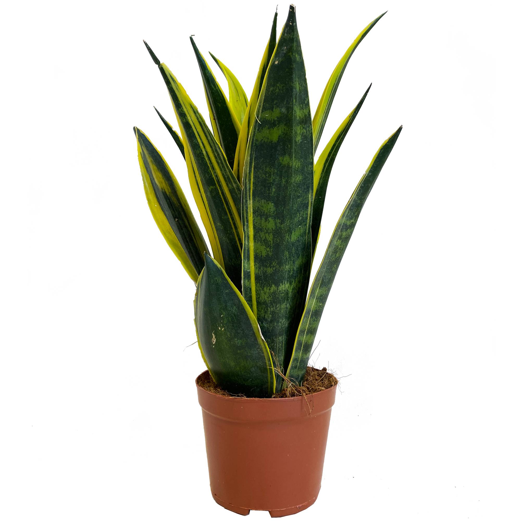 Gardenersdream - Sansevieria Golden Flame De 30 À 40 Cm En Pot | Cadeau Plante Pour La Maison Ou Le Bureau À Vendre - GardenersDream - Image 2