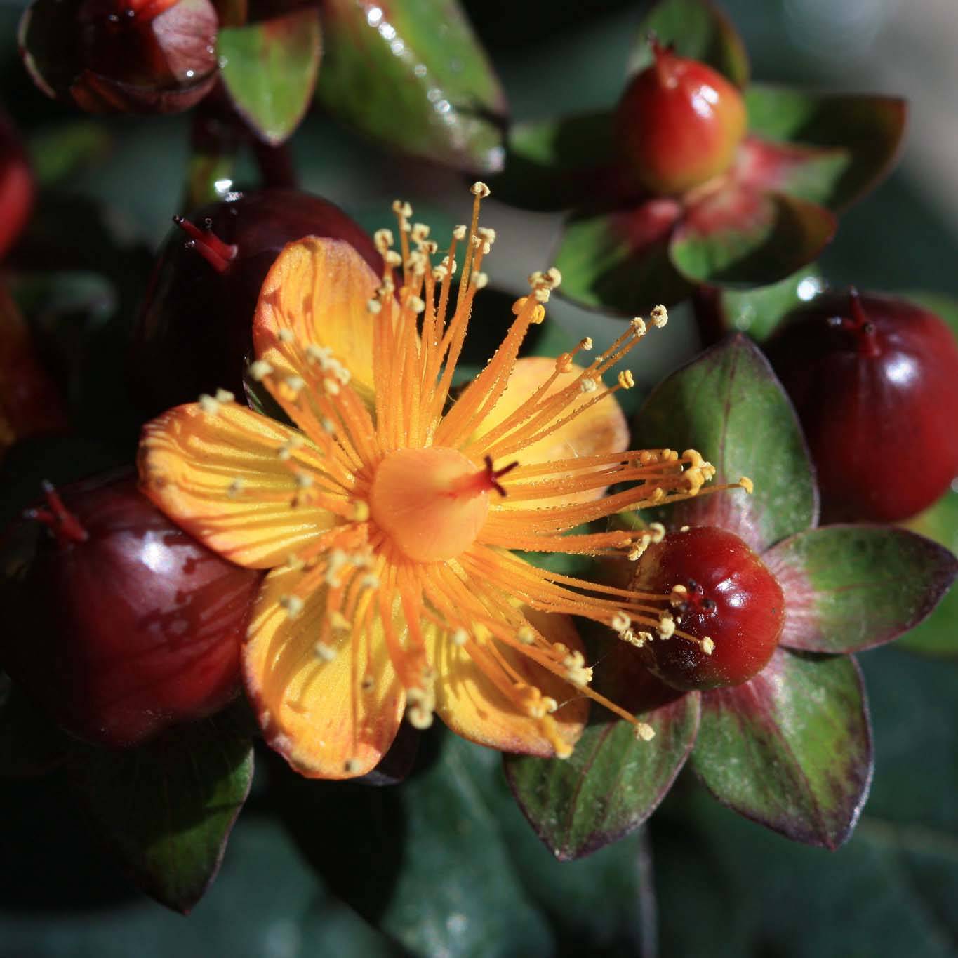 Hypericum inodorum Magical Universe  - Millepertuis Pot de 4L/5L