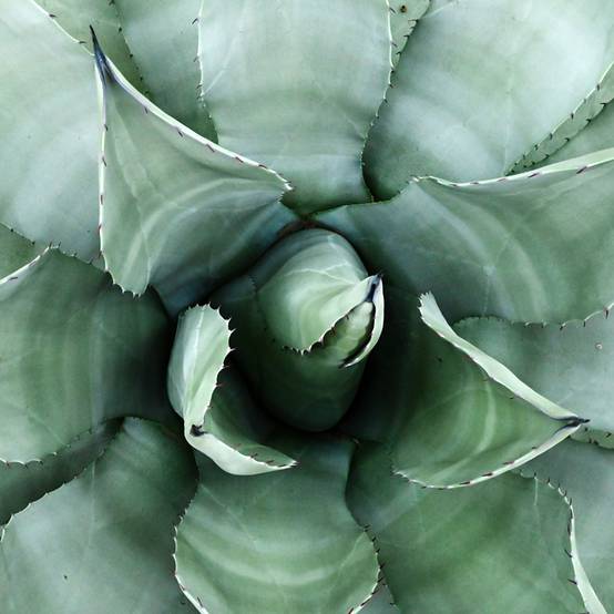 Agave parryi neomexicana Pot de 7,5L/10L