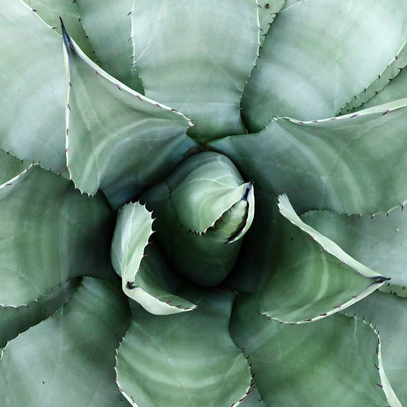 Agave parryi neomexicana Pot de 7,5L/10L