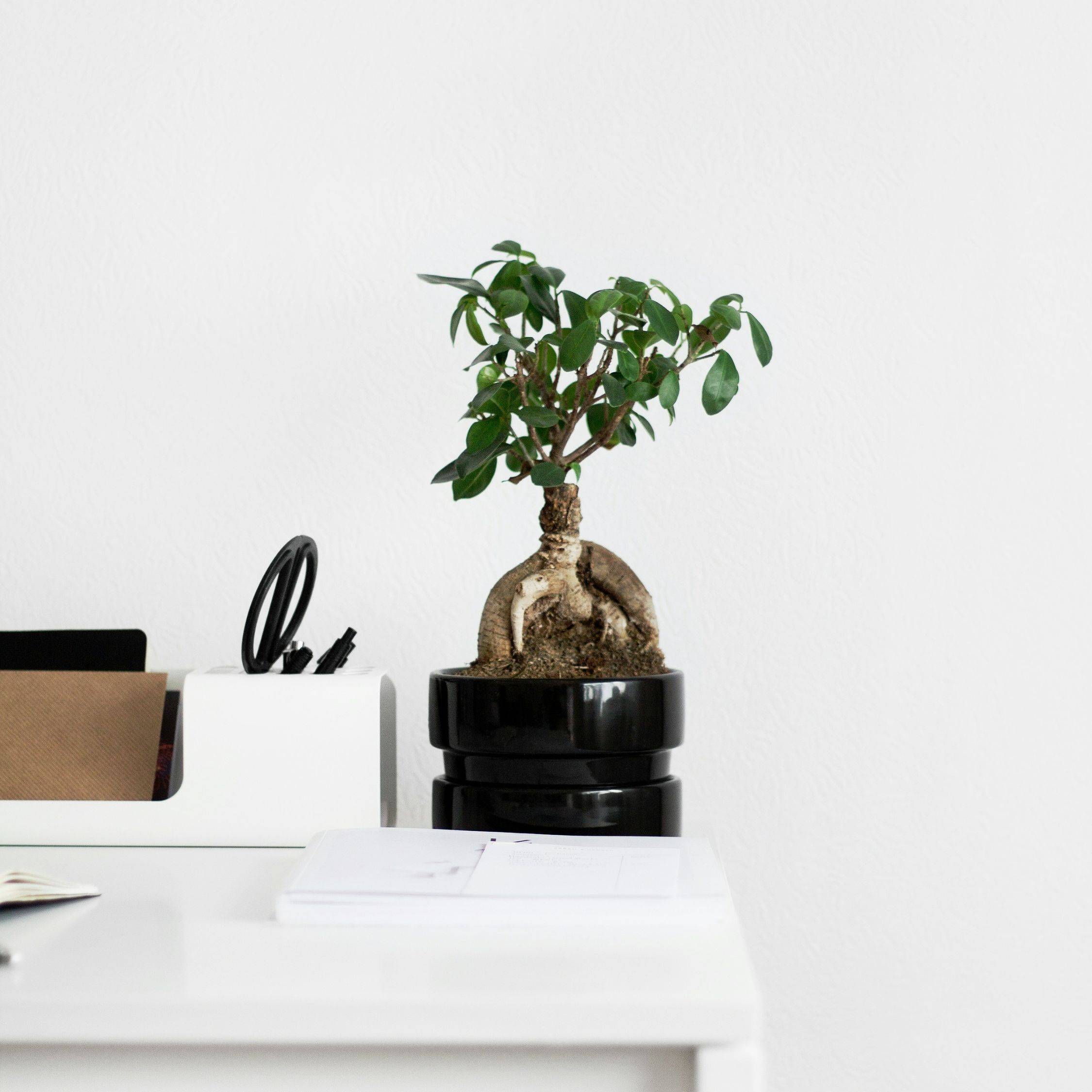 Plant In A Box - Bonsaï - Set de 4 - Ficus microcarpa - Hauteur 30-40cm - ⌀12cm - Image 2