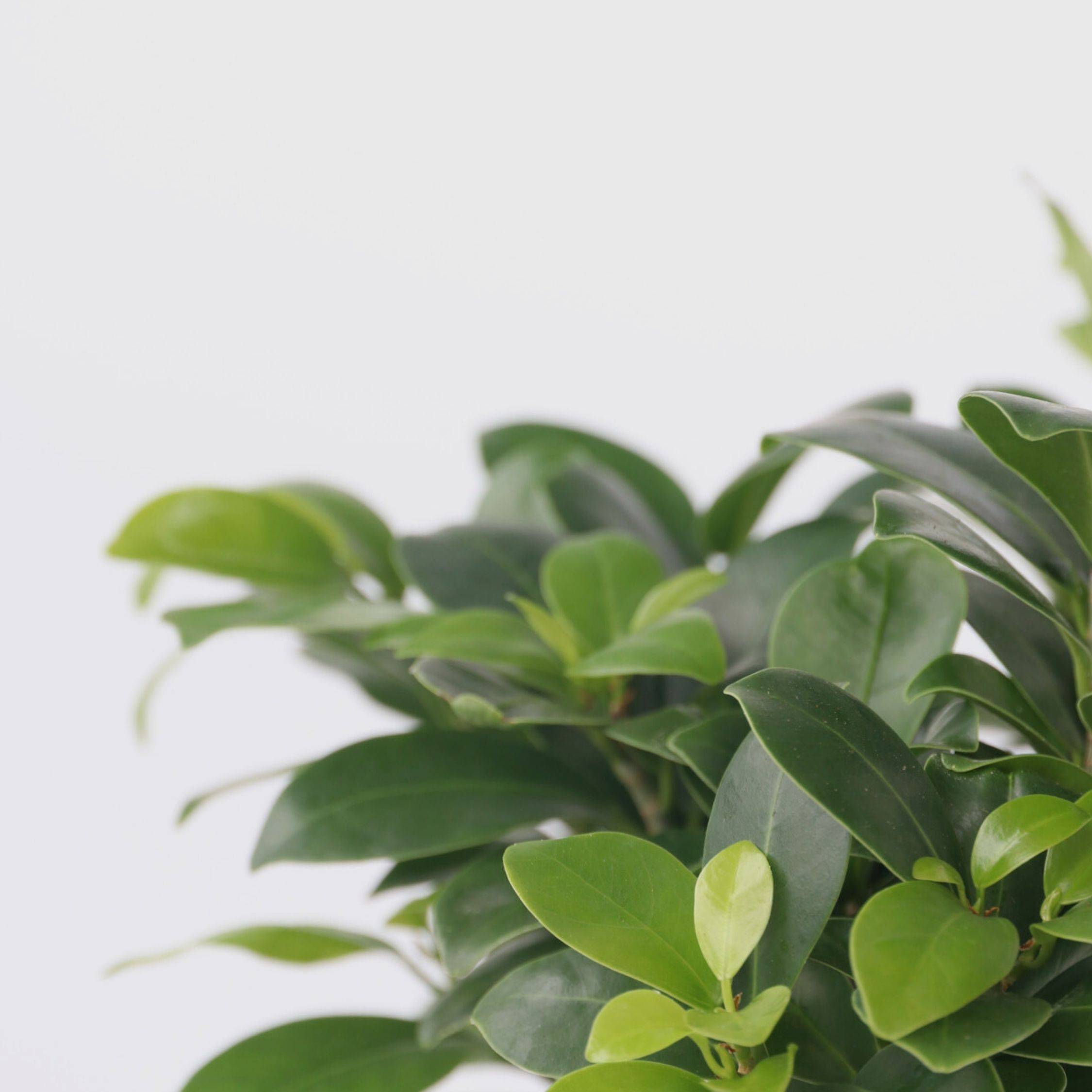 Plant In A Box - Bonsaï - Set de 4 - Ficus microcarpa - Hauteur 30-40cm - ⌀12cm - Image 4