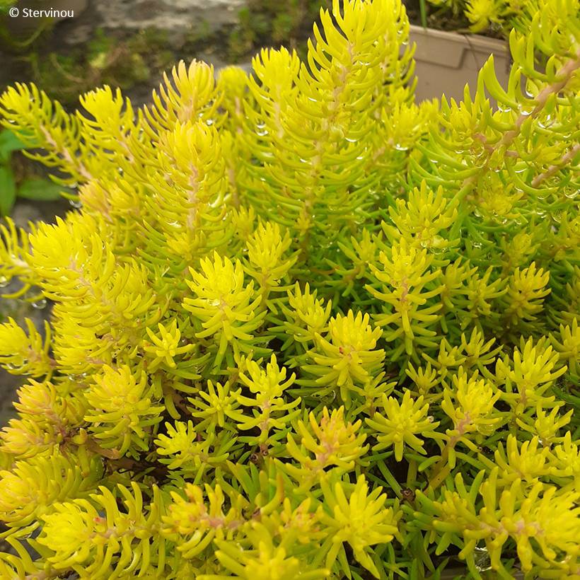 Promesse de Fleurs - Sedum reflexum Yellow Cushion - Orpin réfléchi Pot de 3L/4L
