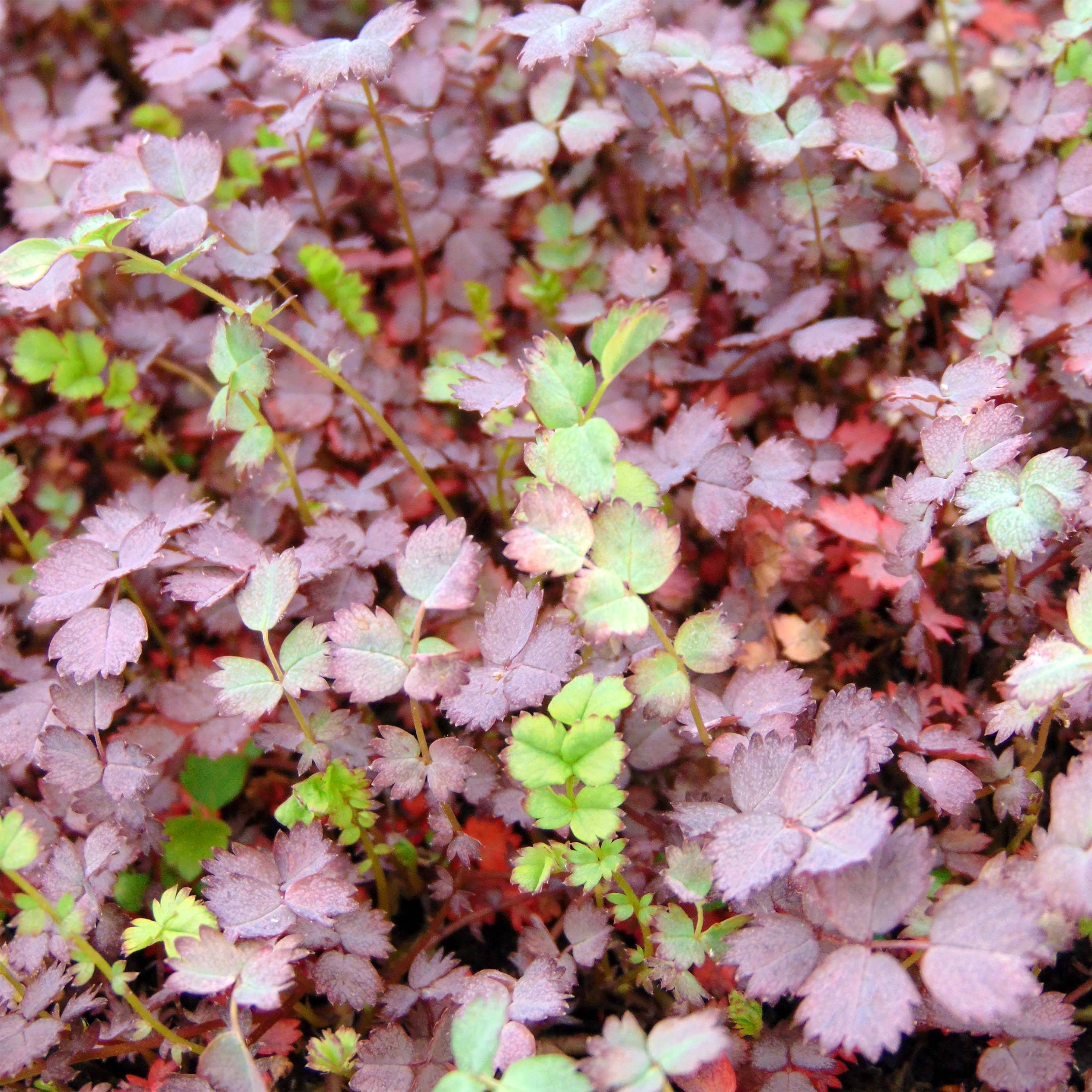 Acaena inermis Purpurea - Lampourde Godet de 8/9 cm