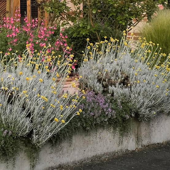 Helichrysum italicum Weisses Wunder - Immortelle d'Italie, plante curry Godet de 8/9 cm