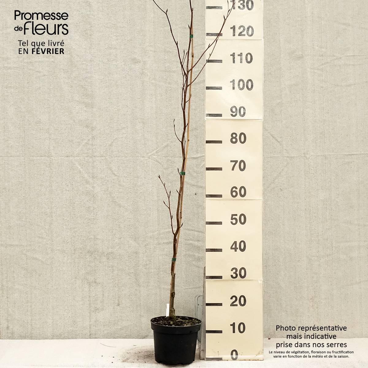 Promesse de Fleurs - Fagus sylvatica Dawyck Purple - Hêtre fastigié pourpre Pot de 2L/3L