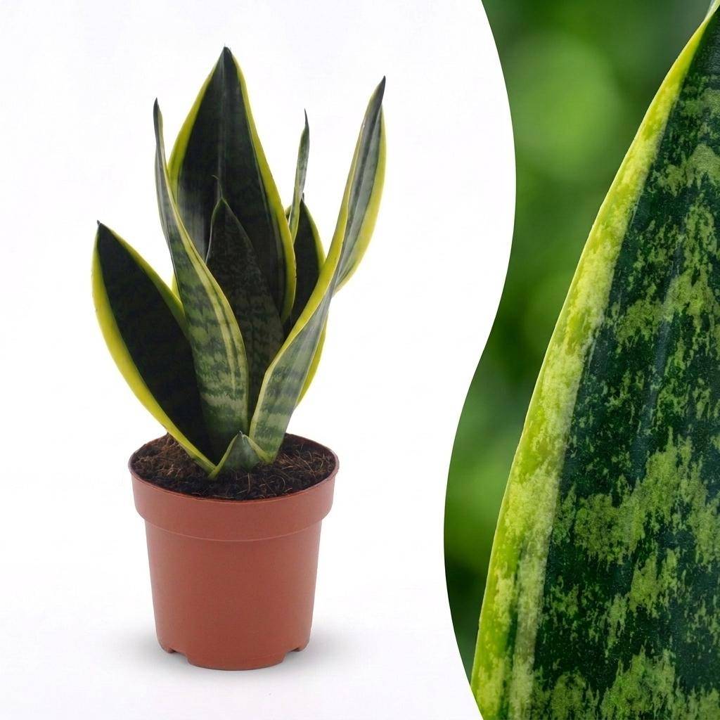 Sansevieria Futura Superba - Langue de belle-mère - Pot de 12cm - 1 plante - Sans cache-pot - Plantes d'intérieur
