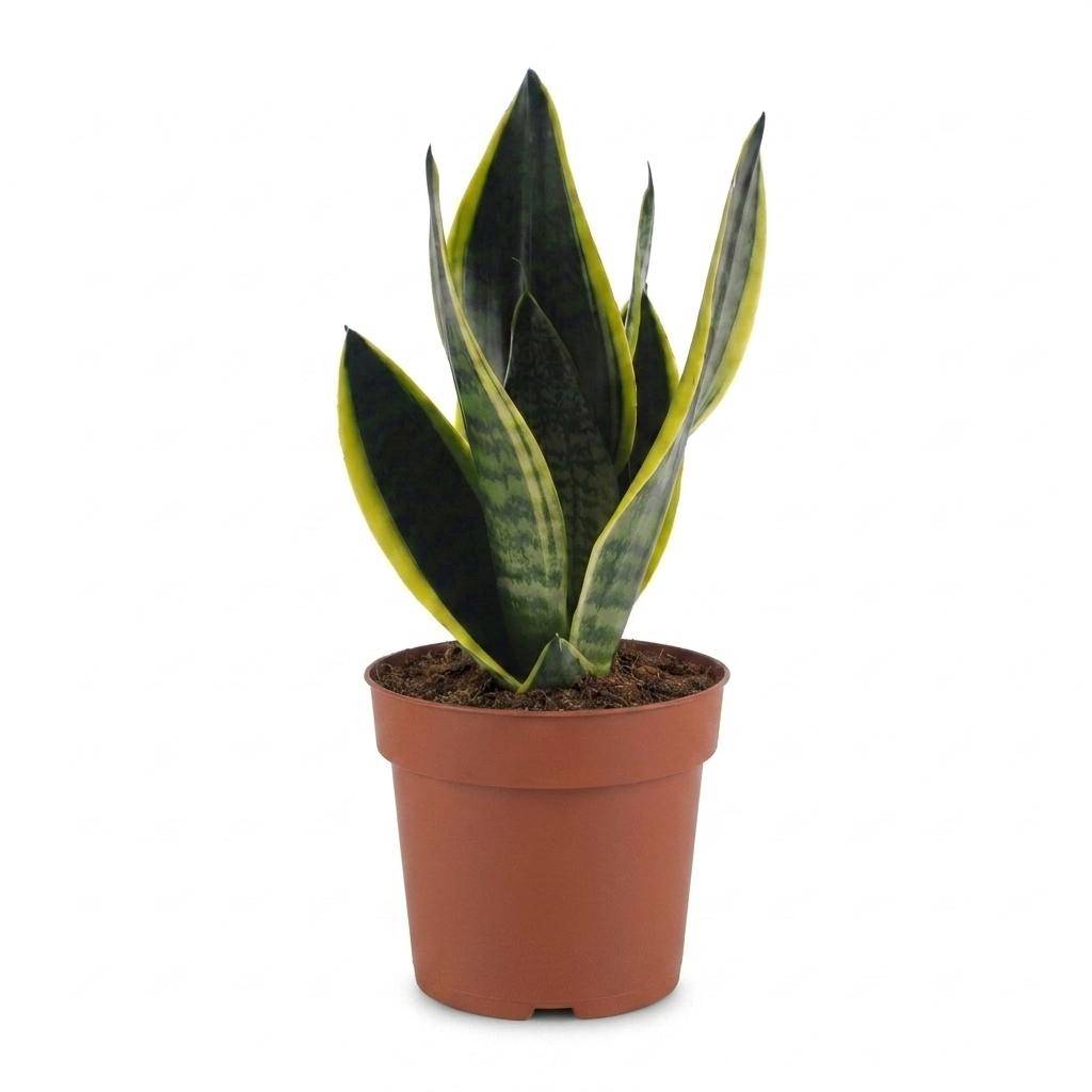 Sansevieria Futura Superba - Langue de belle-mère - Pot de 12cm - 1 plante - Sans cache-pot - Plantes d'intérieur - Image 2