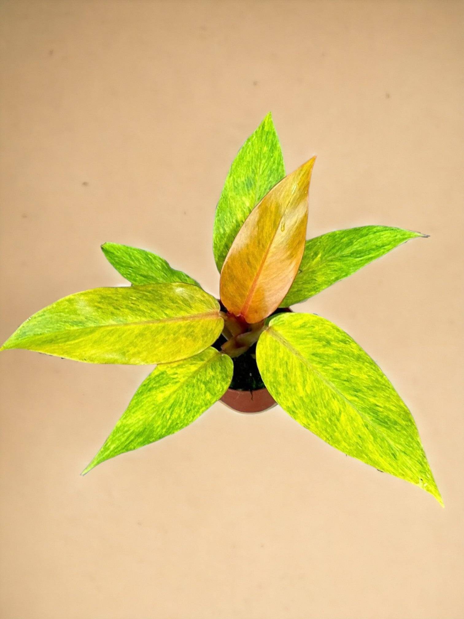 Philodendron Orange Marmalade- La Green Touch - Image 1