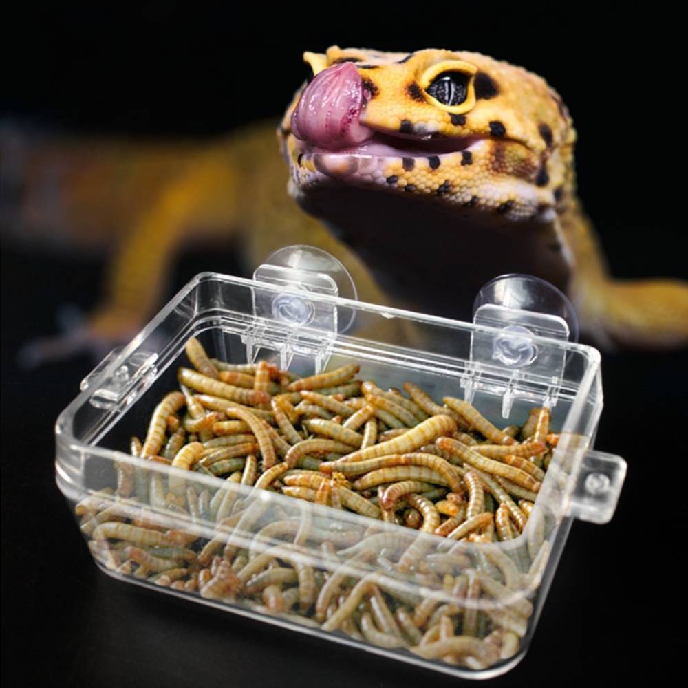 Plat pour reptiles - IntiMeg - Image 2