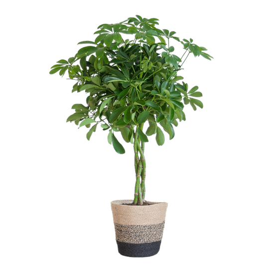 La Green Touch - Schefflera Nora et Son Pot - H70cm - Image 7