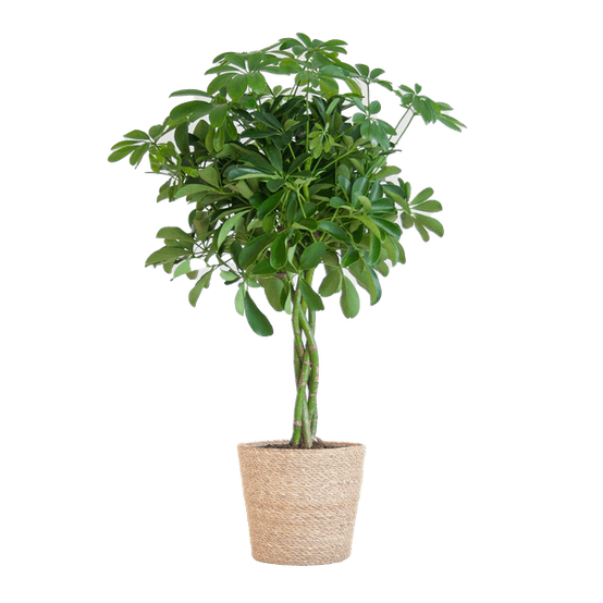 Schefflera Nora et Son Pot - H70cm - Image 2