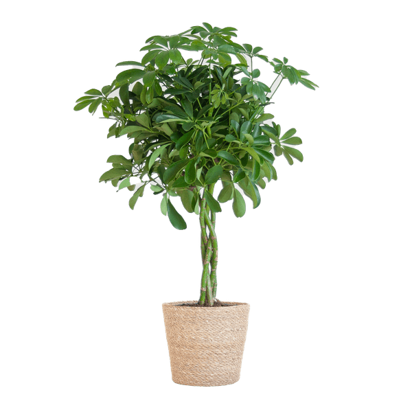 Schefflera Nora et Son Pot - H70cm - Image 2