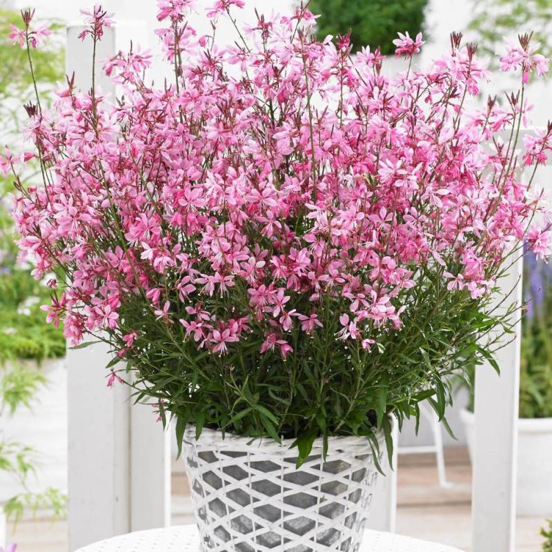 Gaura Baby Butterfly® Dark Pink 'URIBLBP' à fleurs Rose/ - feuillage Caduc - Godet - 5/20 cm - Image 1