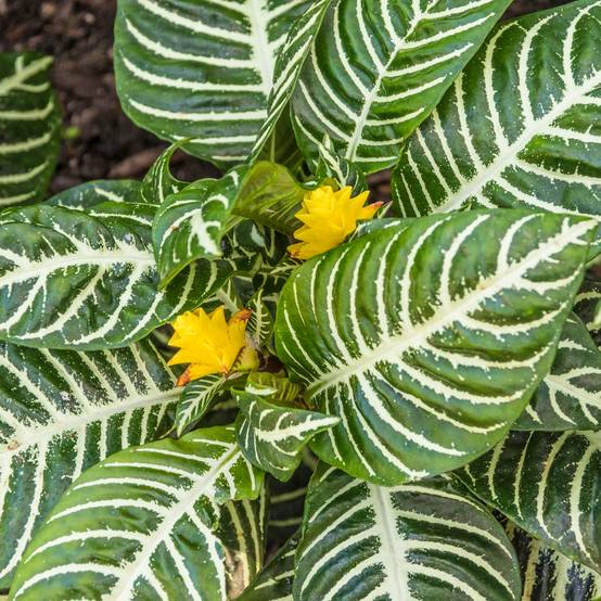 Gardenersdream - Aphelandra Verte – Plante Zèbre | Meilleures Plantes Vertes | Plante En Pot 25-35 Cm - GardenersDream - Image 1
