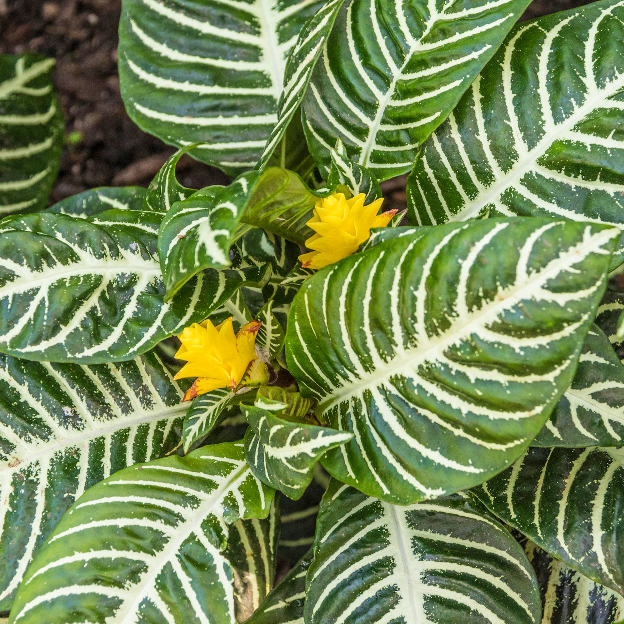 Gardenersdream - Aphelandra Verte – Plante Zèbre | Meilleures Plantes Vertes | Plante En Pot 25-35 Cm  - GardenersDream