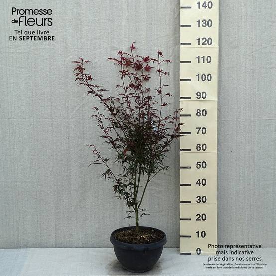 Erable du Japon - Acer palmatum Shaina Pot de 6L/7L - Image 2