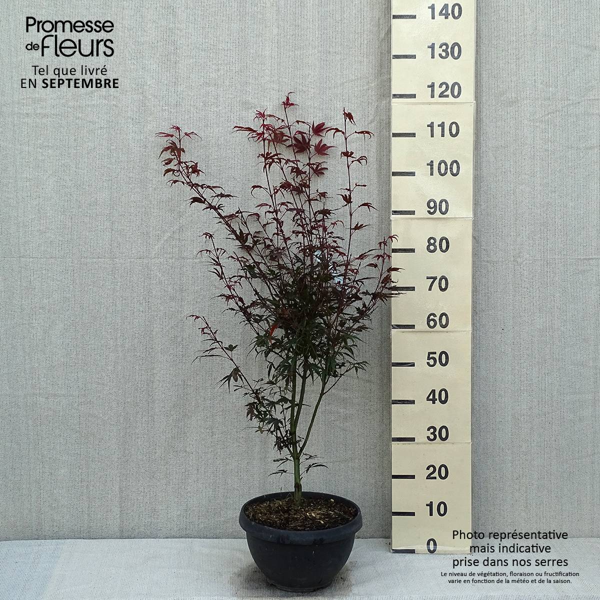 Erable du Japon - Acer palmatum Shaina Pot de 6L/7L - Image 2