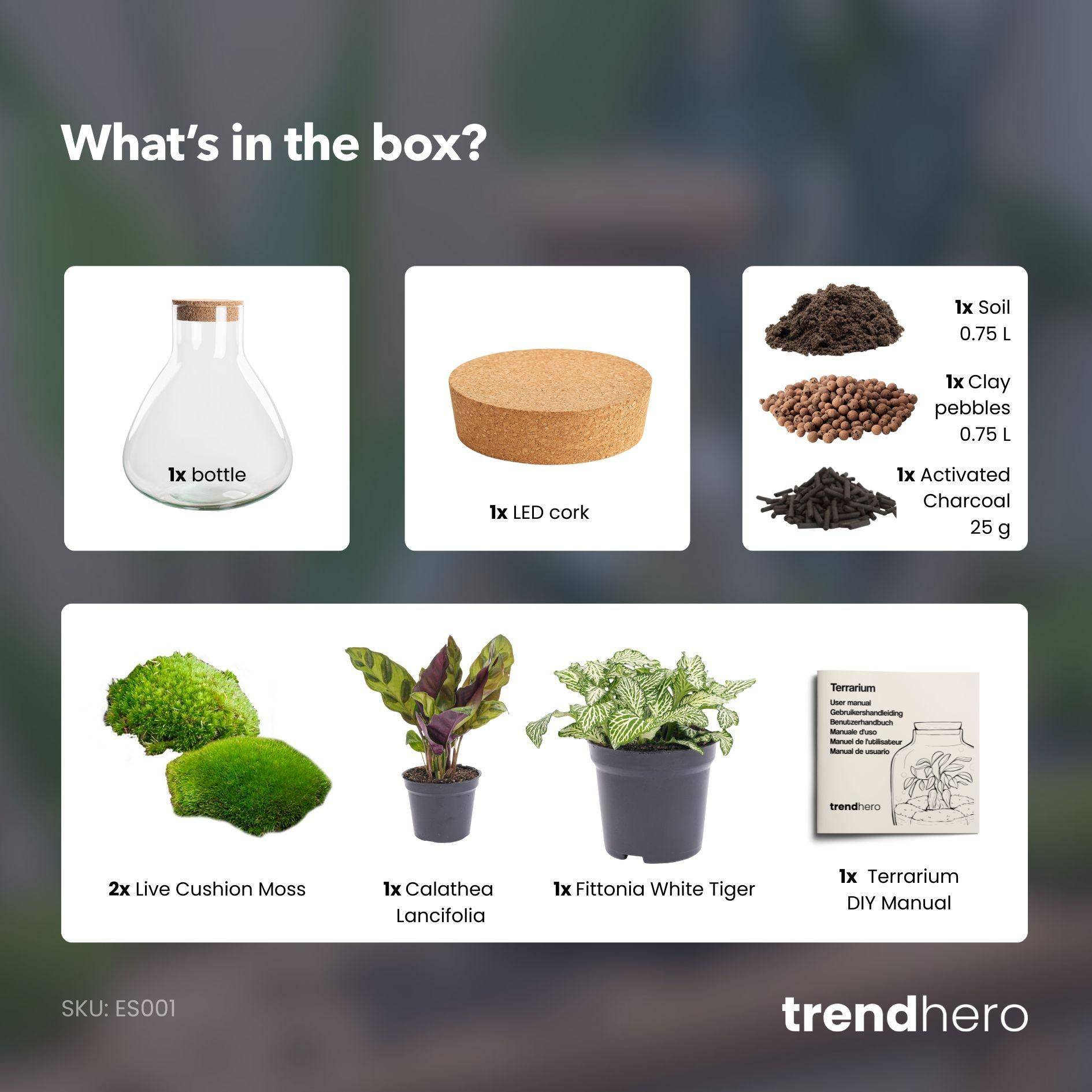 Diy Terrarium - D22 H27cm - Image 3