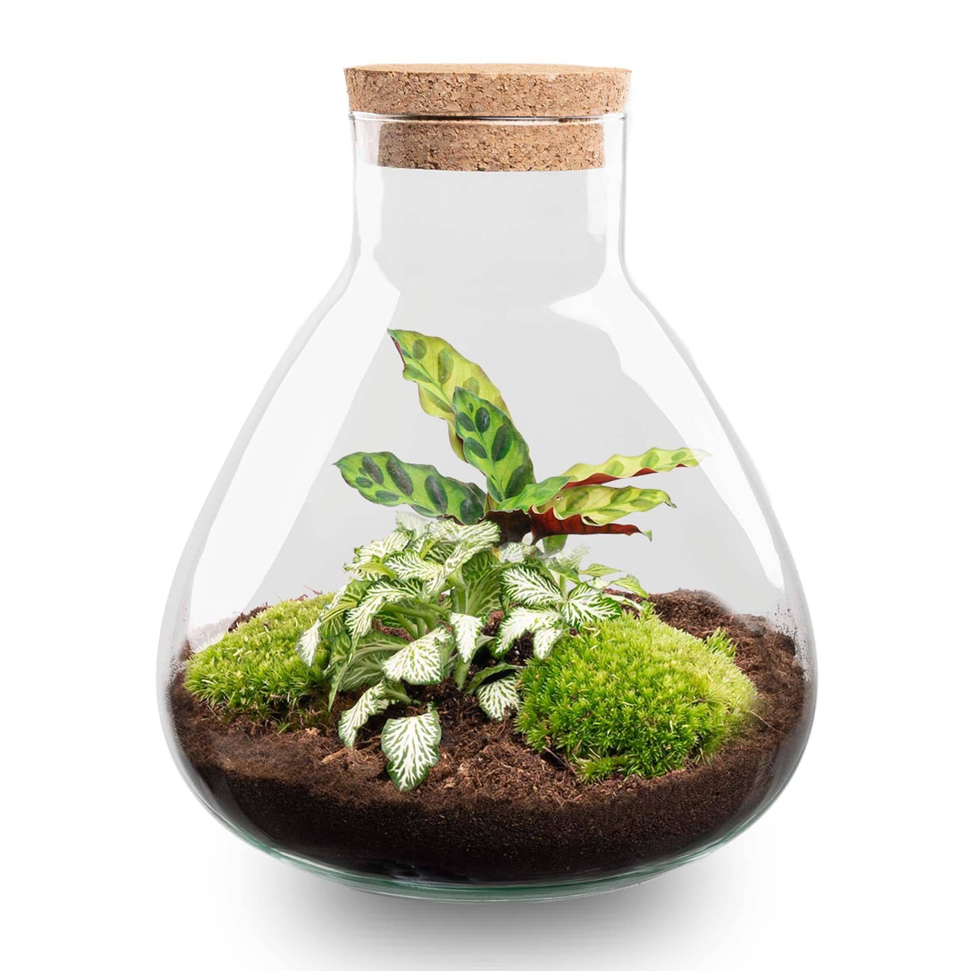 Diy Terrarium - D22 H27cm - Image 1