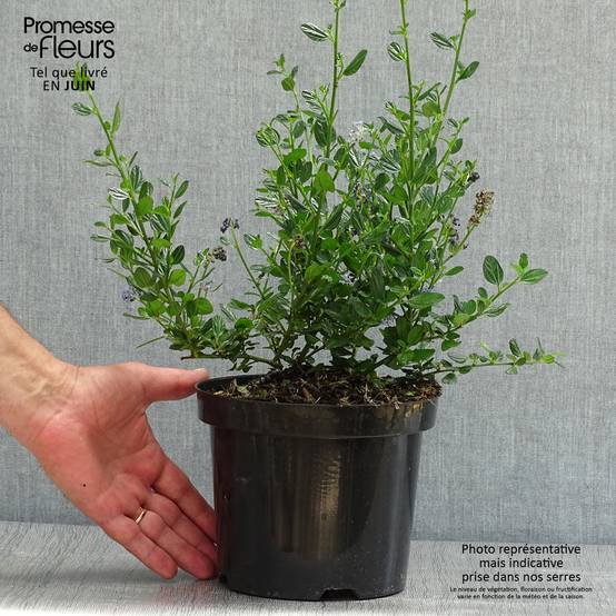 Céanothe impressus Victoria Pot de 2L/3L - Image 2