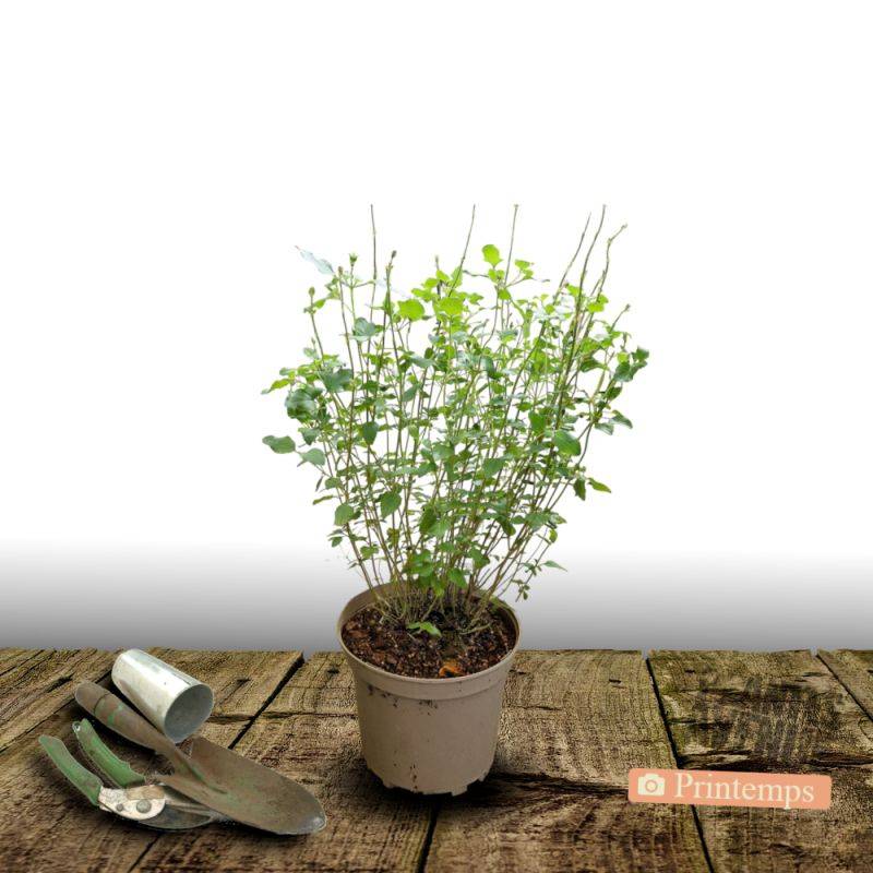 Sauge d'automne Mirage™ Bleu à fleurs Bleue/ - feuillage Caduc - Pot de 3L - 20/40 cm - Image 4
