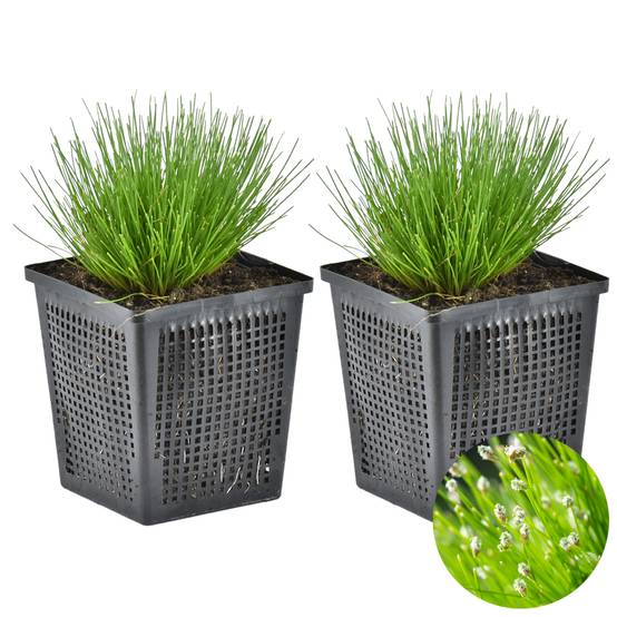 Lot de 2 - Scirpus Cernuus - Scirpe retombant - Plantes de bassin - H. 10-20 cm - P. 11 cm