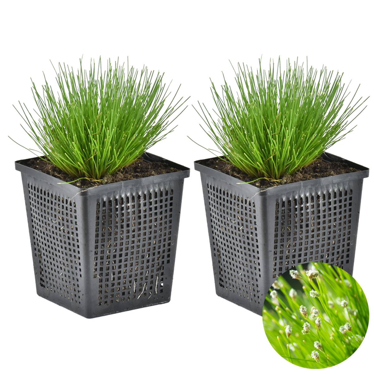 Lot de 2 - Scirpus Cernuus - Scirpe retombant - Plantes de bassin - H. 10-20 cm - P. 11 cm