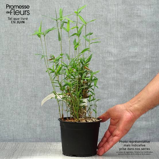 Pleioblastus pygmaeus - Bambou nain Pot de 1L/1,5L - Image 2
