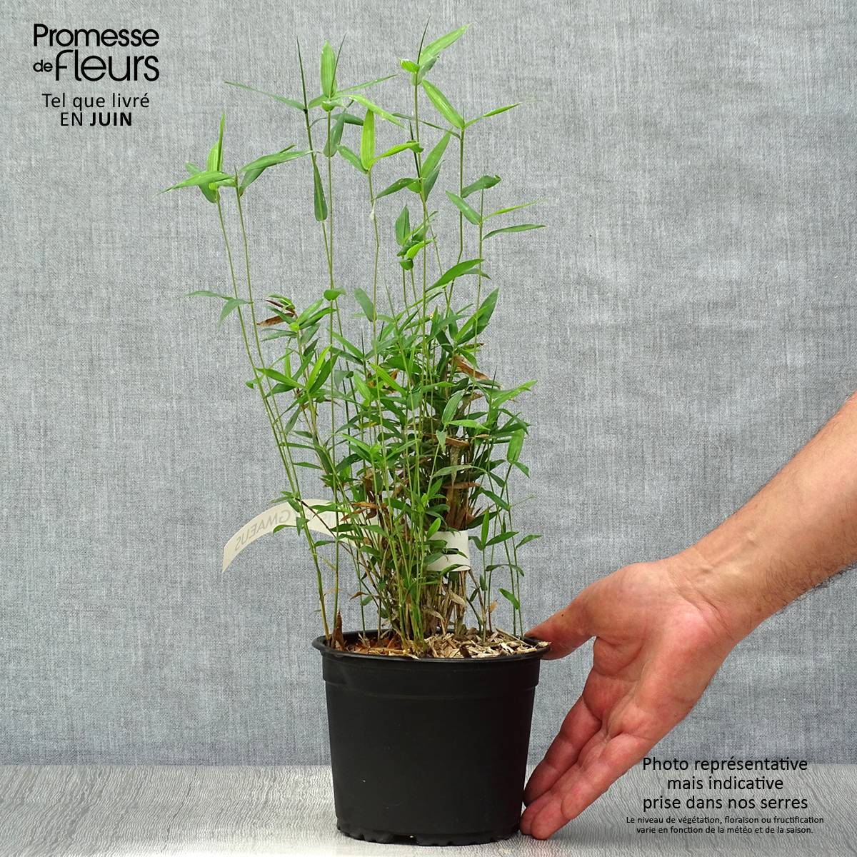 Pleioblastus pygmaeus - Bambou nain Pot de 1L/1,5L - Image 2