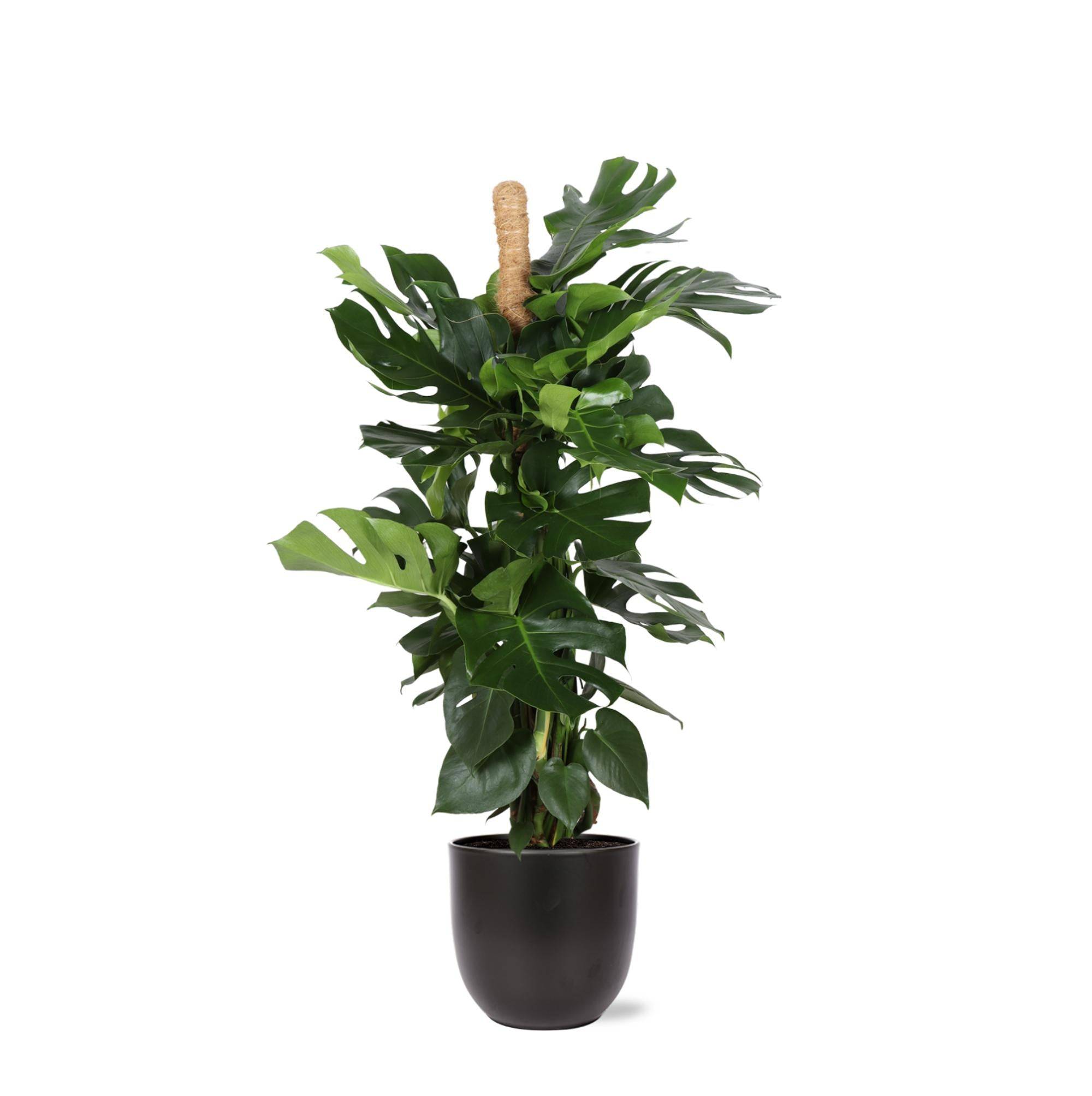 Monstera Deliciosa et son pot- La Green Touch Noir - Hauteur 150cm